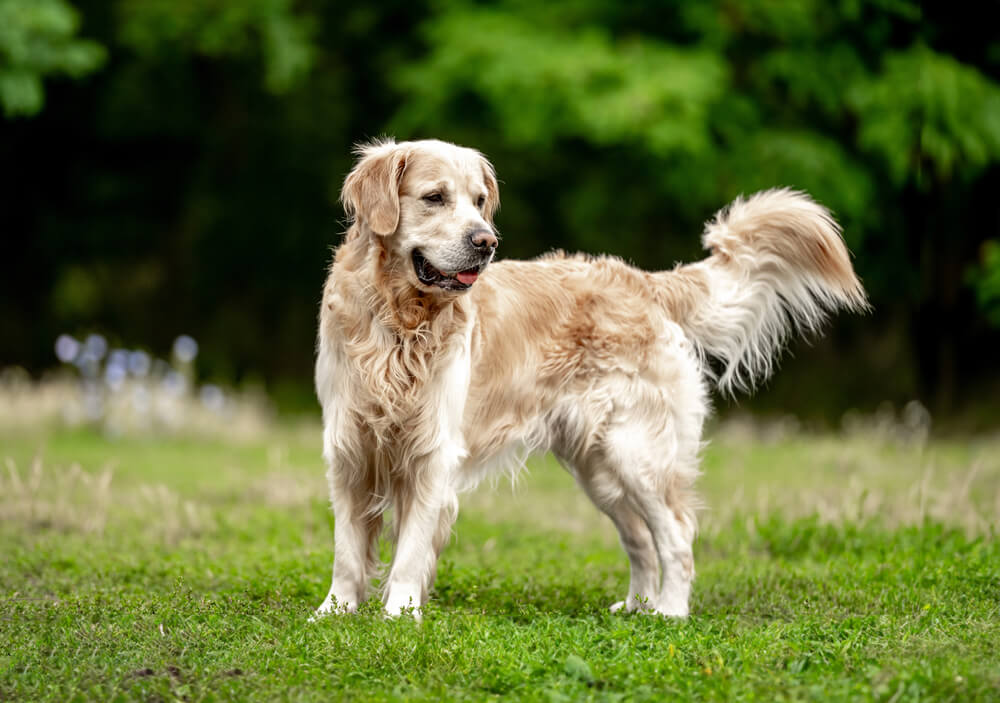 Golden Retriever de profil dans un parc