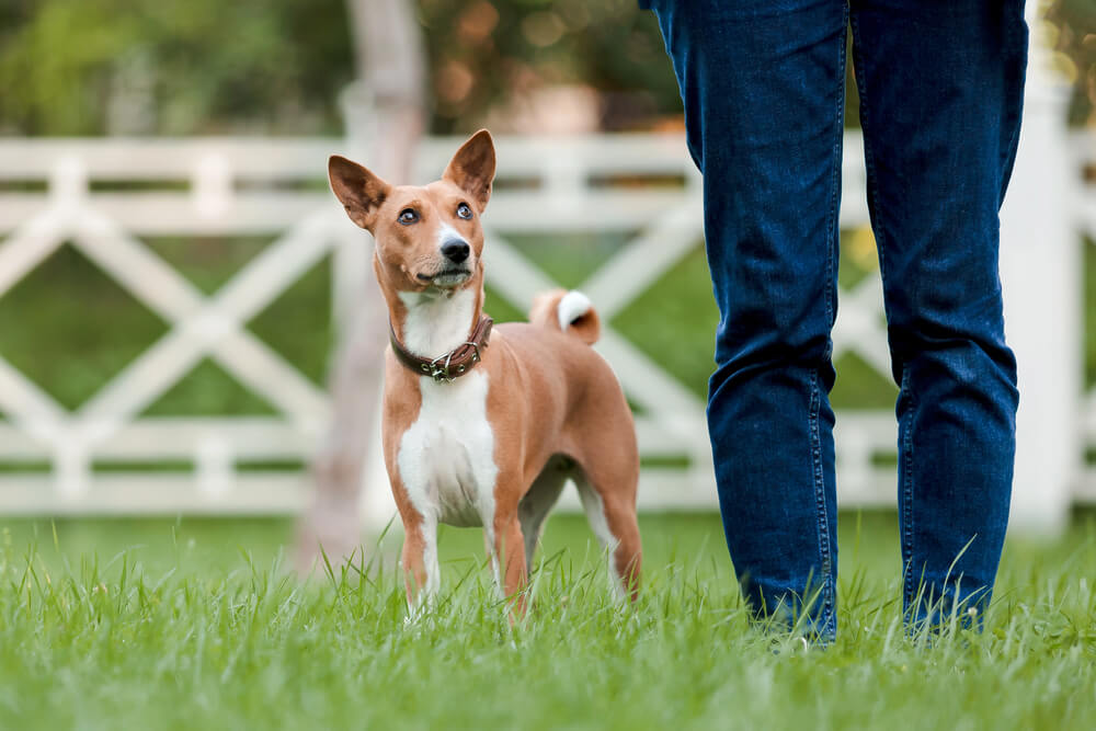 Basenji qui regarde attentivement une personne devant lui dans un parc