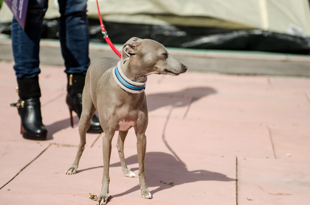 Petit Lévrier Italien en laisse sur un trottoir devant son humaine