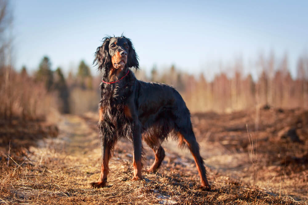 Setter Gordon en alerte sur un chemin