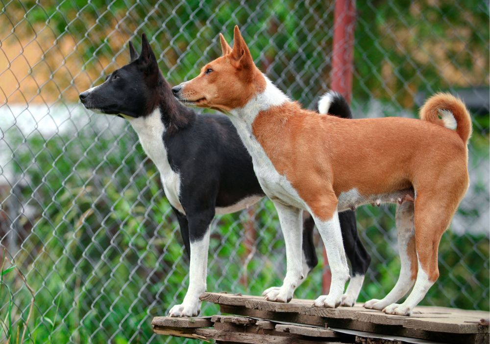 Un Basenji noir et blanc et un rouge et blanc debout de profil sur des planches de bois
