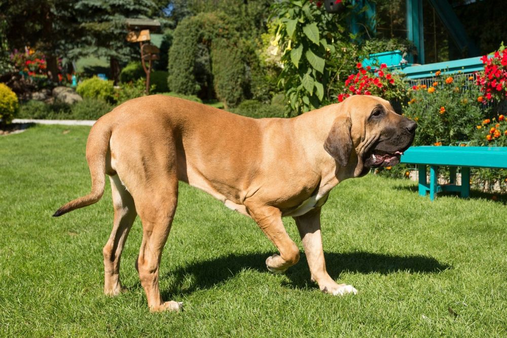 Fila Brasileiro fauve de profil dans un jardin