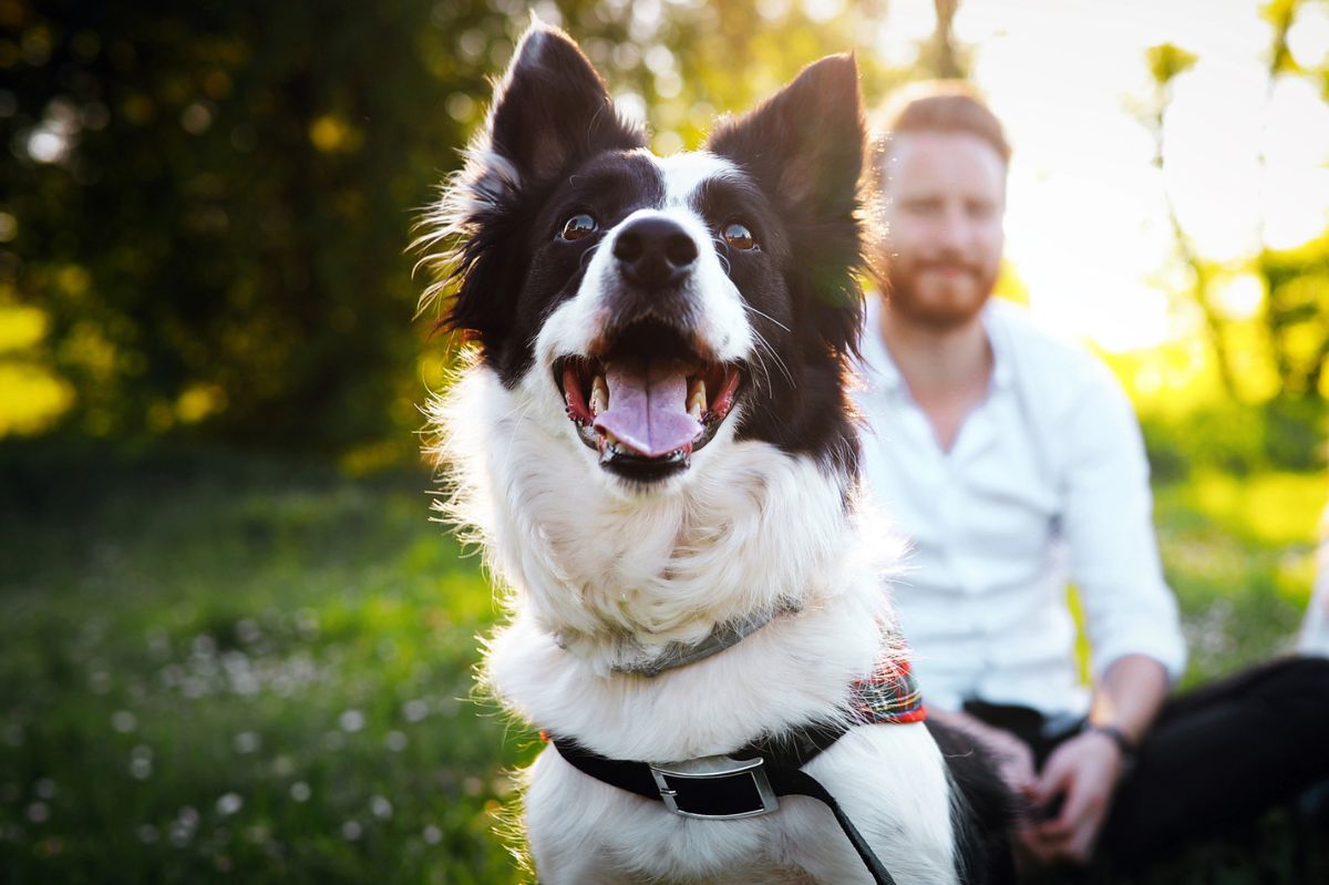 Border Collie pris en photo dans un parc assis devant un humain