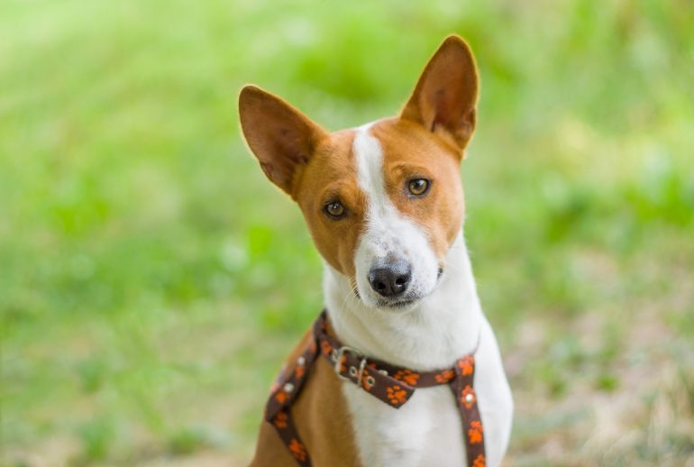 Portrait d'un Basenji rouge et blanc en extérieur