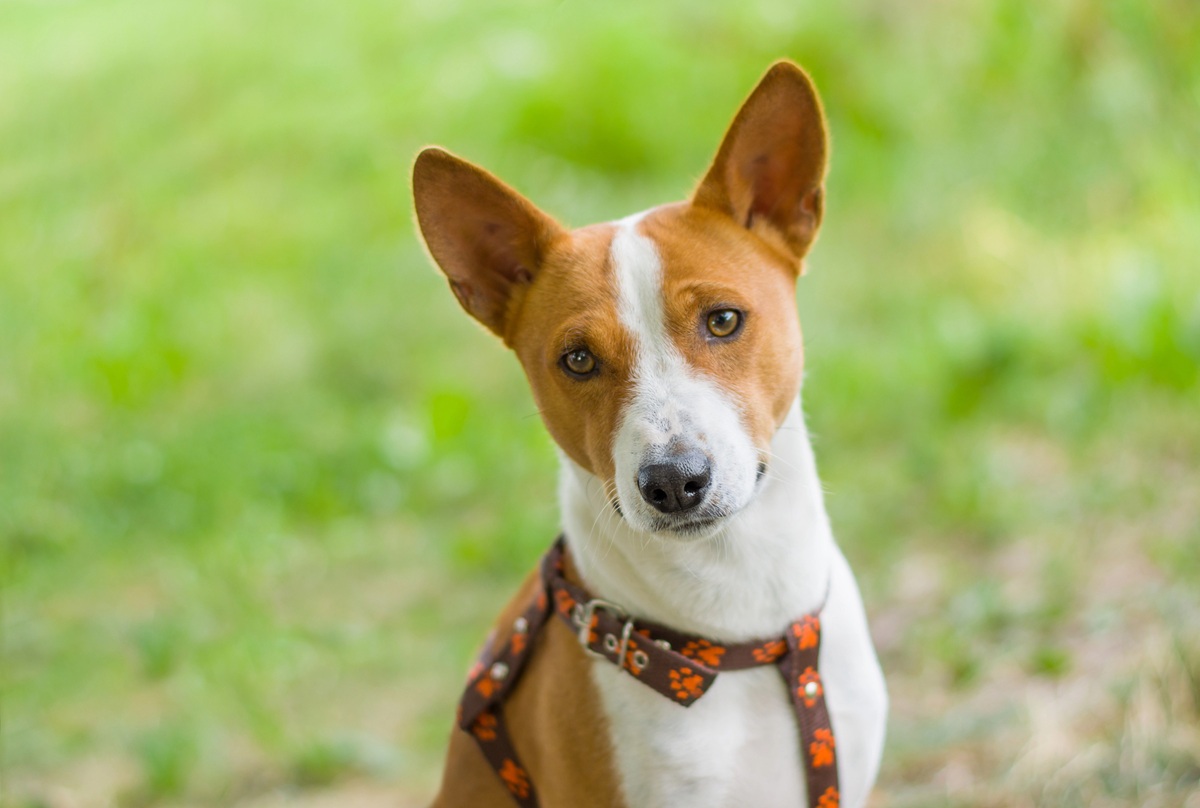 Portrait d'un Basenji rouge et blanc en extérieur