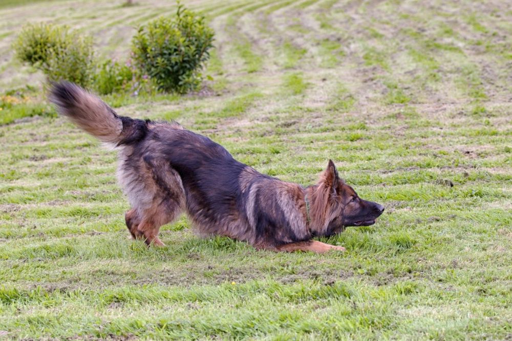 Berger allemand à poil long qui couche l’avant de son corps dans l’herbe tondue, l’arrière-train relevé et la queue en l’air