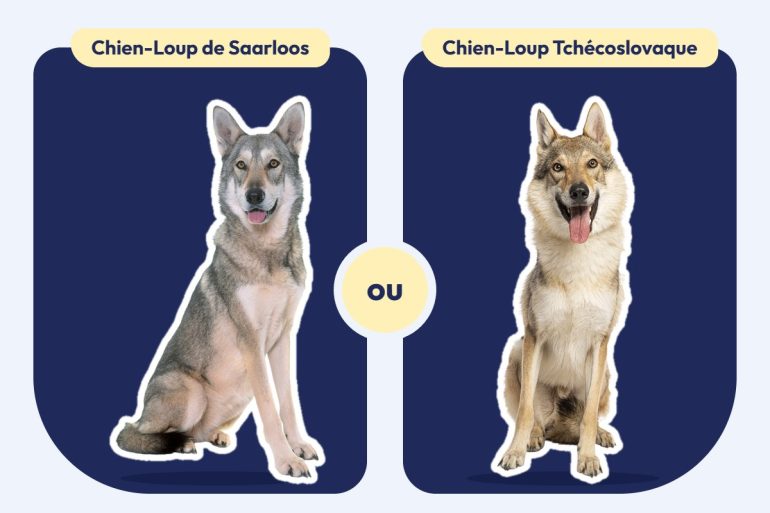 Un Chien-Loup de Saarloos et un Chien-Loup Tchécoslovaque assis côte à côte, chacun sous le nom de sa race, avec « ou » entre les deux