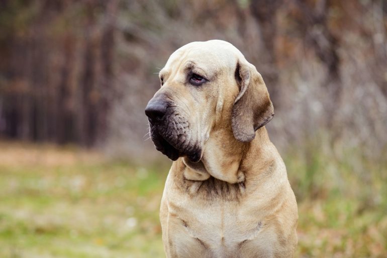 Portrait d'un Fila Brasileiro fauve assis dans l'herbe